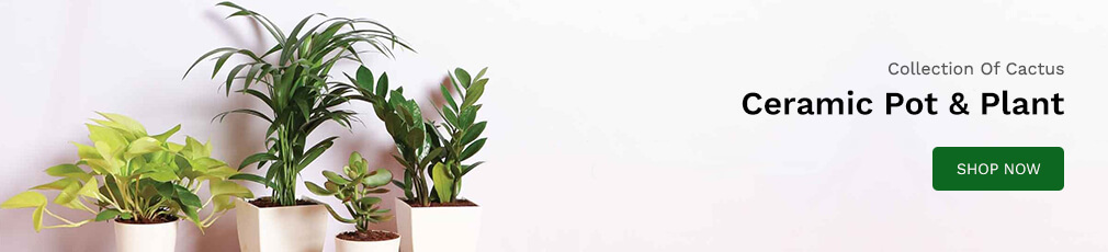 banner_5